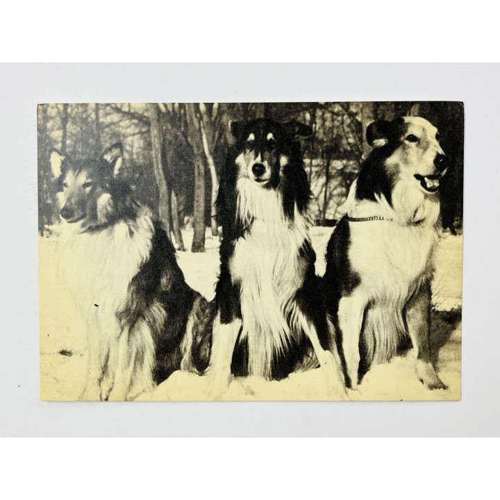Шотландские колли. Открытка. Чистая. 1969