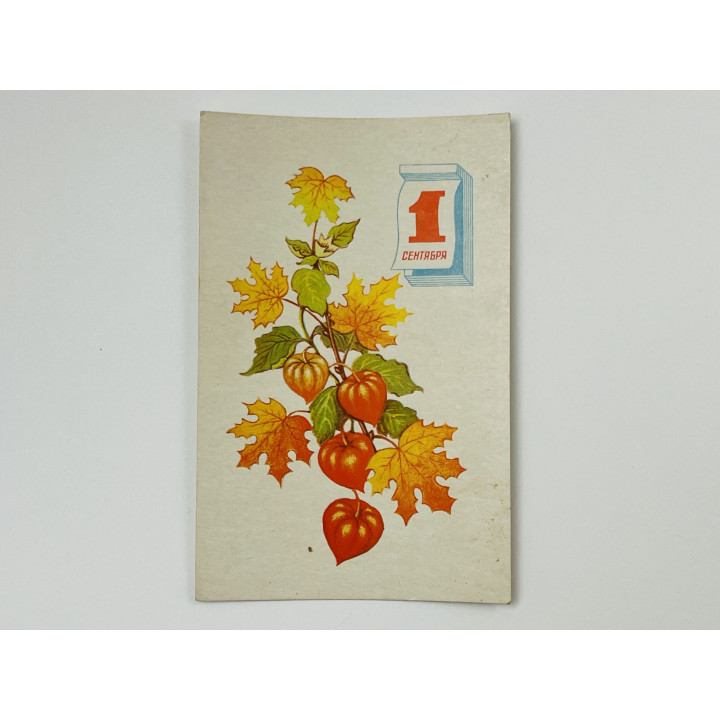 1 сентября. Листья клена. 1971. Открытка. Чистая 1971