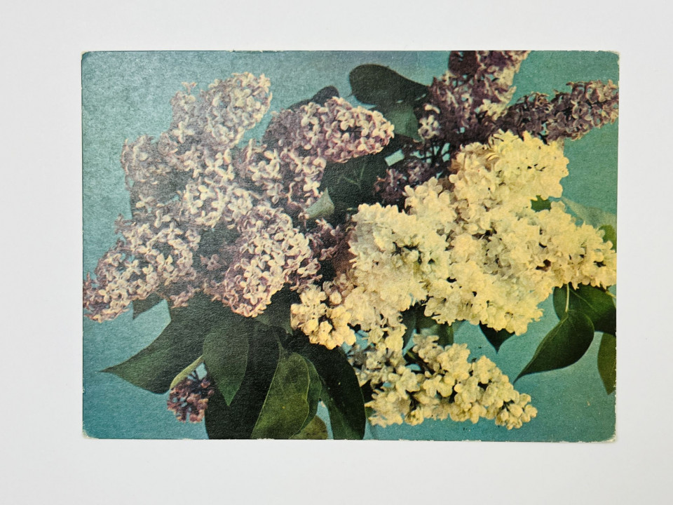 Сирень. Открытка. Чистая 1967