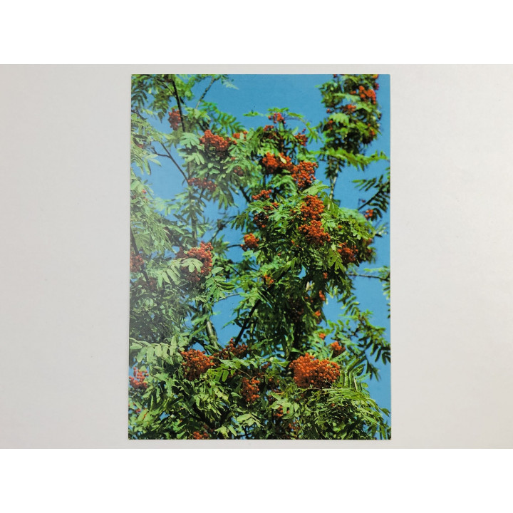 Красная рябина. Открытка. 1995-2000. Информсервис
