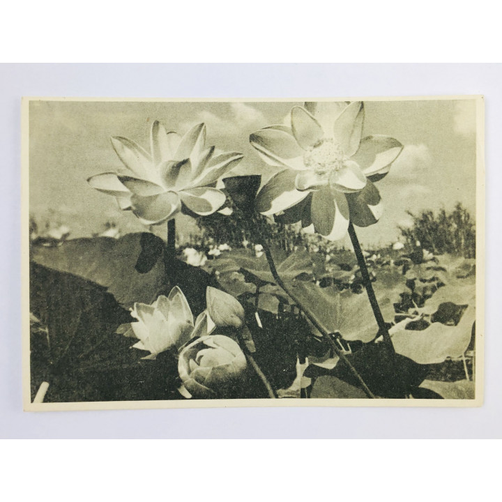 Астрахань. Лотос в государственном заповеднике. Открытка. 1965. Волга