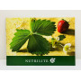 Nutrilite: [Брошюра компании Amway]. 2009 г.